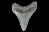 Juvenile Megalodon Tooth - Georgia #75363-1